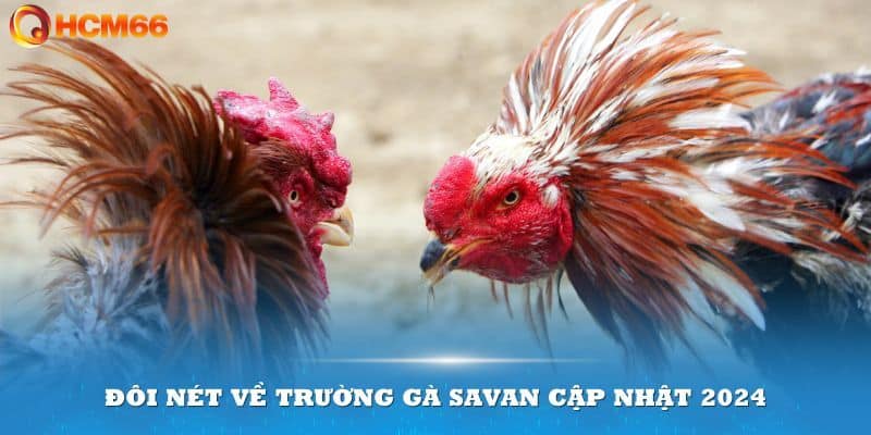 Giới thiệu chung về trường gà Savan