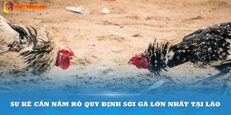 Cược thủ cần nắm rõ quy định của trường gà Savan