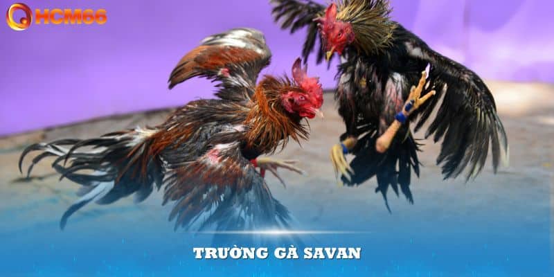 Trường gà Savan