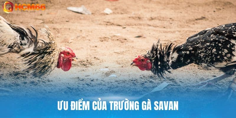 Vì sao nên tham gia chơi trường gà Savan tại HCM66?