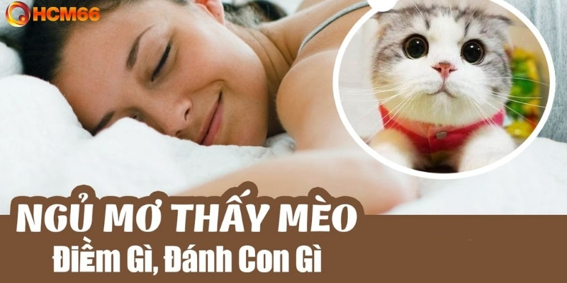 Mơ thấy mèo đánh gì?